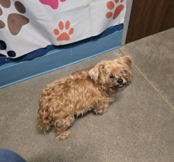 Lost Female Dog last seen hmstd Rd , Houston, TX 77028