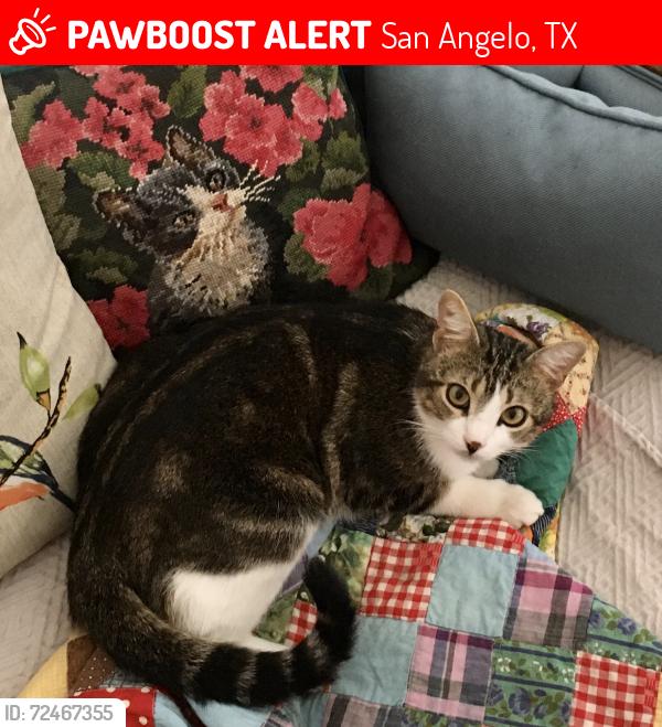 Lost Male Cat last seen W. Twohig Ave & S. Monroe St. , San Angelo, TX 76901
