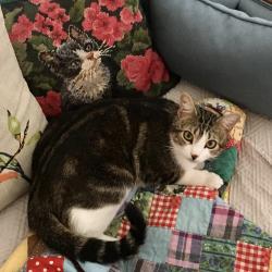 Lost Male Cat last seen W. Twohig Ave & S. Monroe St. , San Angelo, TX 76901