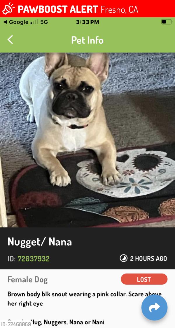 Lost Female Dog last seen Blkstone/ Shields and Maroa, Fresno, CA 93704