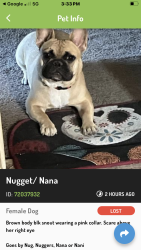 Lost Female Dog last seen Blkstone/ Shields and Maroa, Fresno, CA 93704