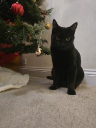Lost Male Cat last seen Newbiggin, Tyne and Wear, England NE5 4PL