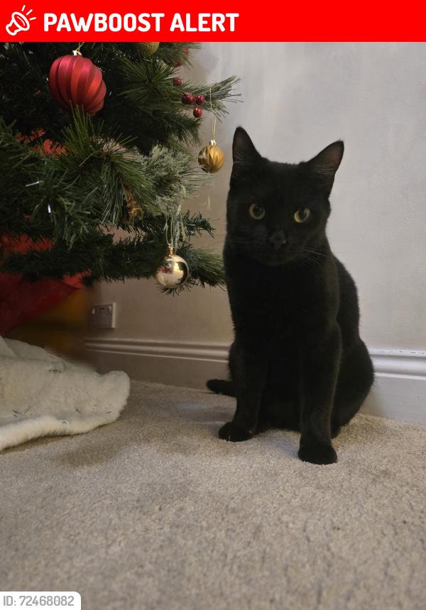 Lost Male Cat last seen Newbiggin, Tyne and Wear, England NE5 4PL