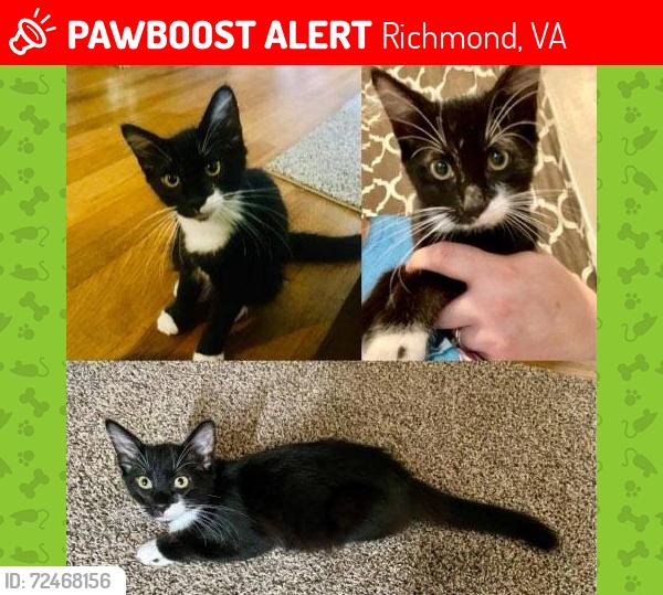 Lost Male Cat last seen PUTNEY ROAD & IMPALA, Richmond, VA 23228