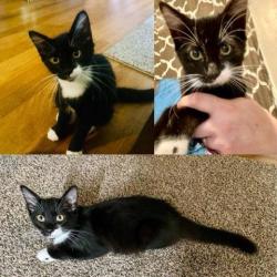 Lost Male Cat last seen PUTNEY ROAD & IMPALA, Richmond, VA 23228