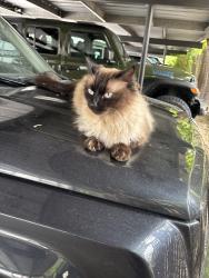 Lost Female Cat last seen Southwest 8th drive , Gresham, OR 97030