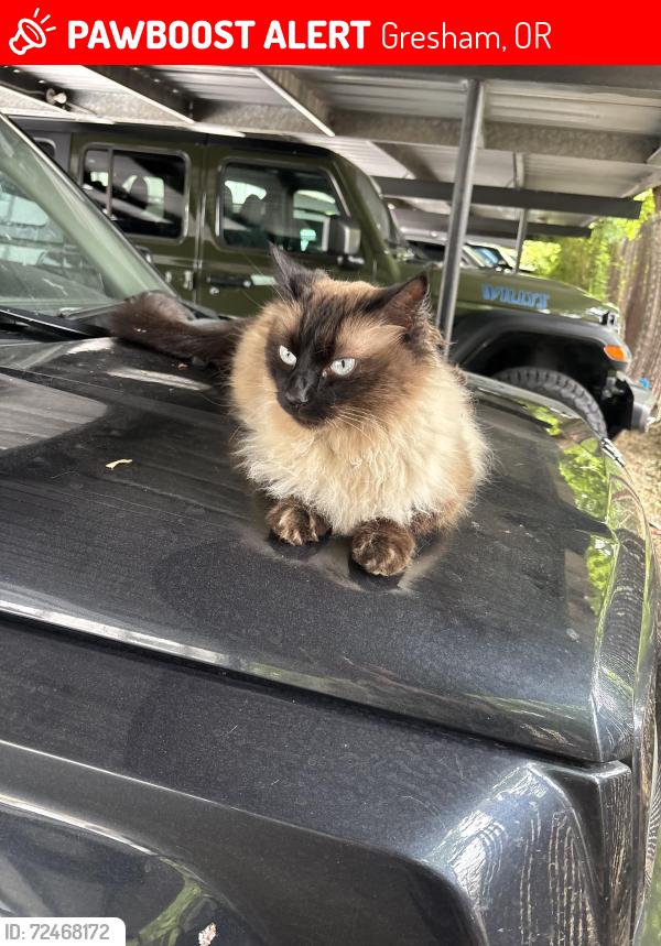 Lost Female Cat last seen Southwest 8th drive , Gresham, OR 97030