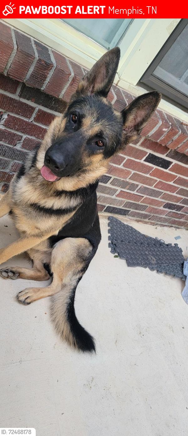 Lost Male Dog last seen Chelsea Ave and Orchi Rd, Memphis, TN 38108