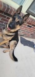 Lost Male Dog last seen Chelsea Ave and Orchi Rd, Memphis, TN 38108