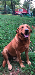 Lost Male Dog last seen Scenic View Rd and Joppa Mill Rd, in Moneta Virginia, Moneta, VA 24121