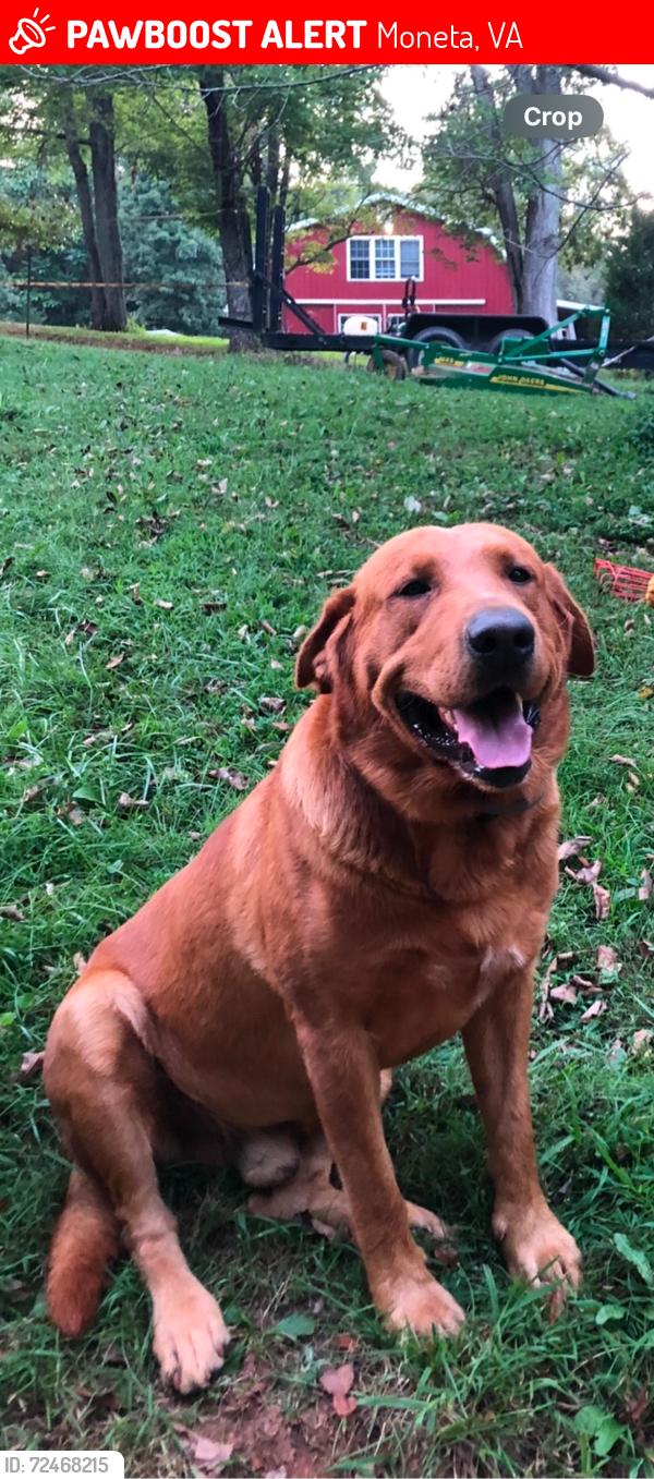 Lost Male Dog last seen Scenic View Rd and Joppa Mill Rd, in Moneta Virginia, Moneta, VA 24121