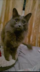 Lost Male Cat last seen Prosel park, flowers park. Kenneth and Pratt ave cross road., Niles Township, IL 60076