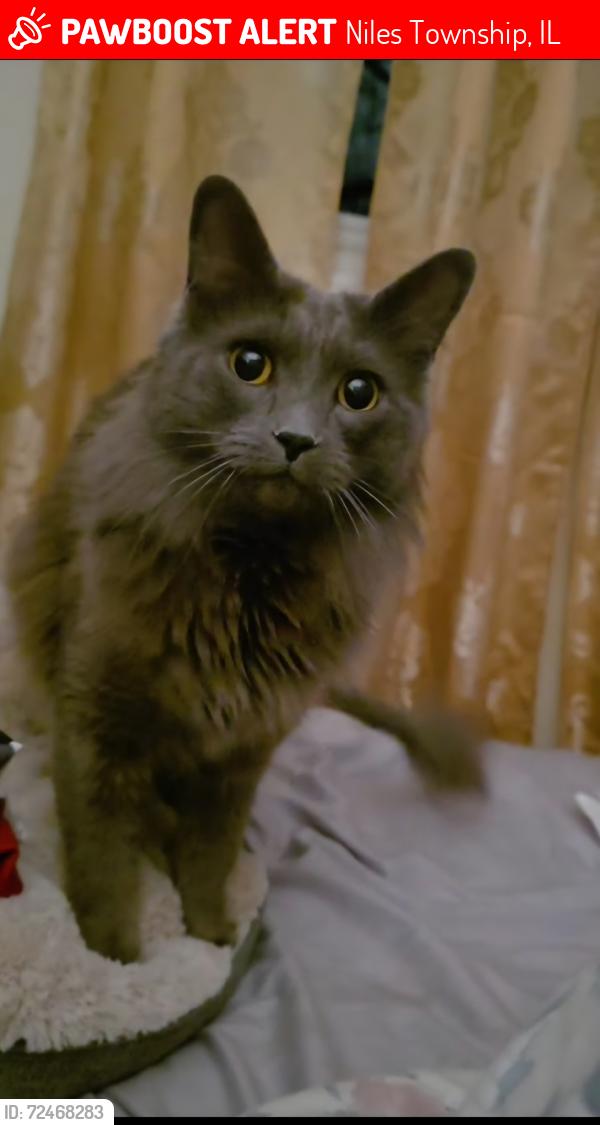 Lost Male Cat last seen Prosel park, flowers park. Kenneth and Pratt ave cross road., Niles Township, IL 60076