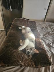 Lost Female Cat last seen 41st Avenue & Glenn Dr, Phoenix, AZ 85051