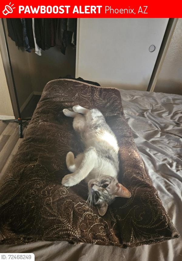 Lost Female Cat last seen 41st Avenue & Glenn Dr, Phoenix, AZ 85051