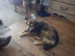 Lost Male Dog last seen Country club and drexel, Tucson, AZ 85706