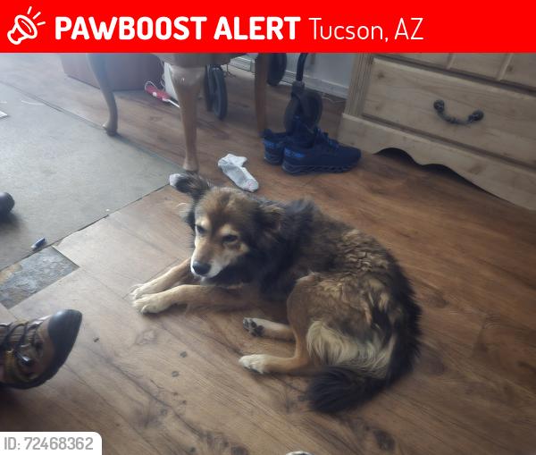 Lost Male Dog last seen Country club and drexel, Tucson, AZ 85706