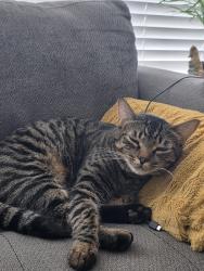 Lost Male Cat last seen Canada way and 17th Avenue , Burnaby, BC V3N 3J7