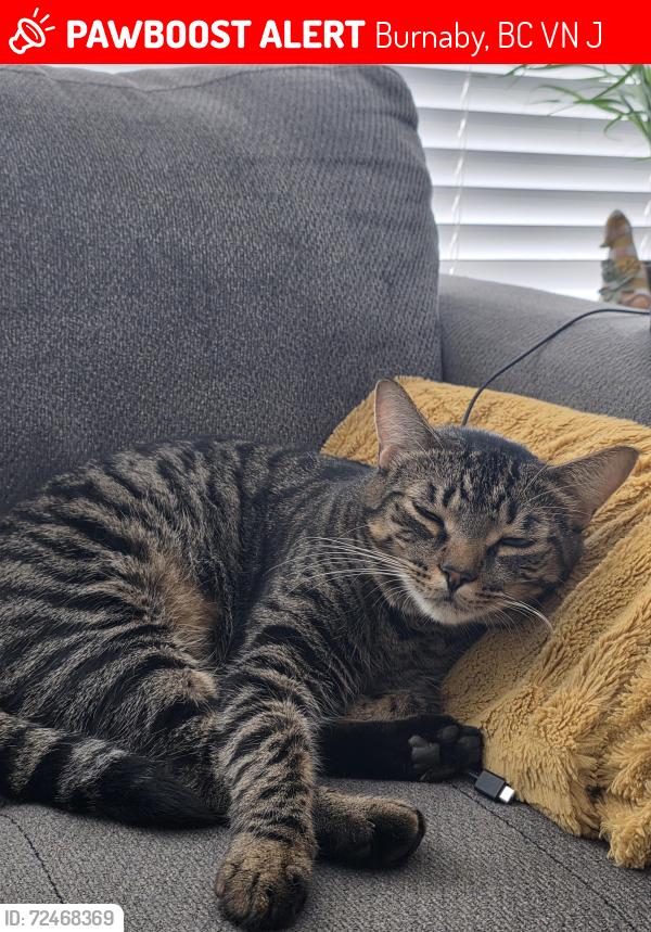 Lost Male Cat last seen Canada way and 17th Avenue , Burnaby, BC V3N 3J7
