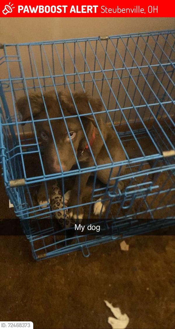 Lost Male Dog last seen Maryland market , Steubenville, OH 43952