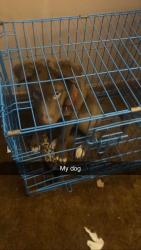 Lost Male Dog last seen Maryland market , Steubenville, OH 43952