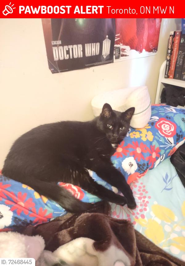 Lost Male Cat last seen Near Chester le blvd Scarborough, Toronto, ON M1W 2N4