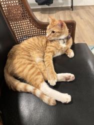 Lost Male Cat last seen 58th st. & Holly rd., Virginia Beach, VA 23451