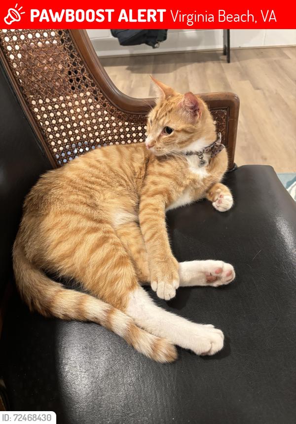 Lost Male Cat last seen 58th st. & Holly rd., Virginia Beach, VA 23451