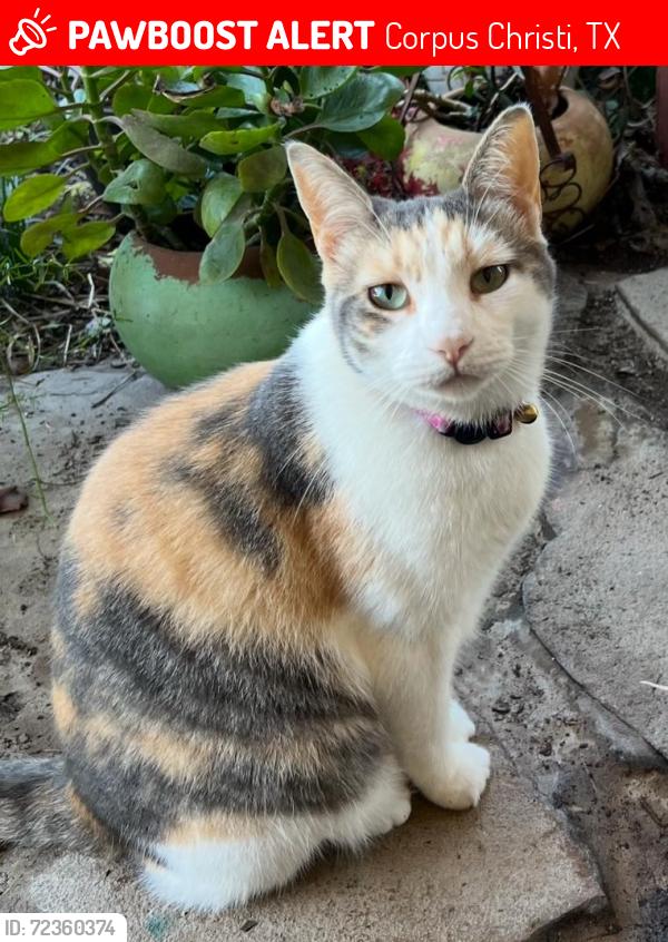 Lost Female Cat last seen Les Parre / Beauvais, Corpus Christi, TX 78414