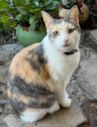 Lost Female Cat last seen Les Parre / Beauvais, Corpus Christi, TX 78414