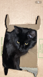 Lost Female Cat last seen Ensswn45 th street near high school , Denver, CO 80249