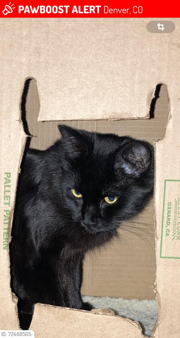 Lost Female Cat last seen Ensswn45 th street near high school , Denver, CO 80249