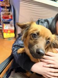 Reunited Female Dog last seen Near W 75th St, Naperville, IL 60565, USA, Naperville, IL 60565