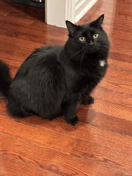 Lost Male Cat last seen Woodridge Subdivision off Blackjack Riad, Greenbrier, AR 72058
