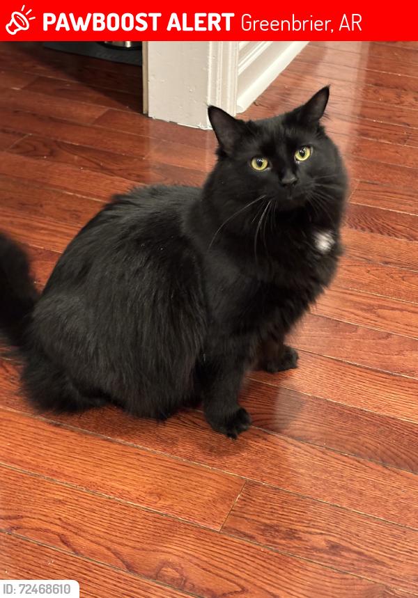 Lost Male Cat last seen Woodridge Subdivision off Blackjack Riad, Greenbrier, AR 72058