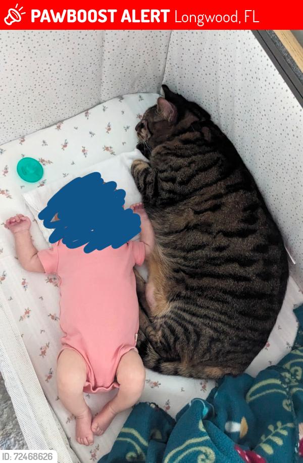 Lost Male Cat last seen Near Ferdinand drive Longwood Florida 32750 , Longwood, FL 32750