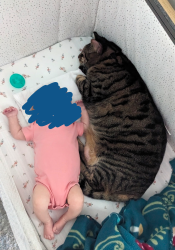 Lost Male Cat last seen Near Ferdinand drive Longwood Florida 32750 , Longwood, FL 32750