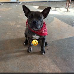Lost Male Dog last seen View church Parris bridge rd , Spartanburg County, SC 29316