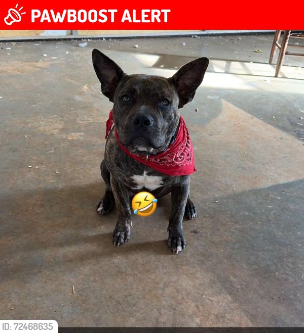 Lost Male Dog last seen View church Parris bridge rd , Spartanburg County, SC 29316
