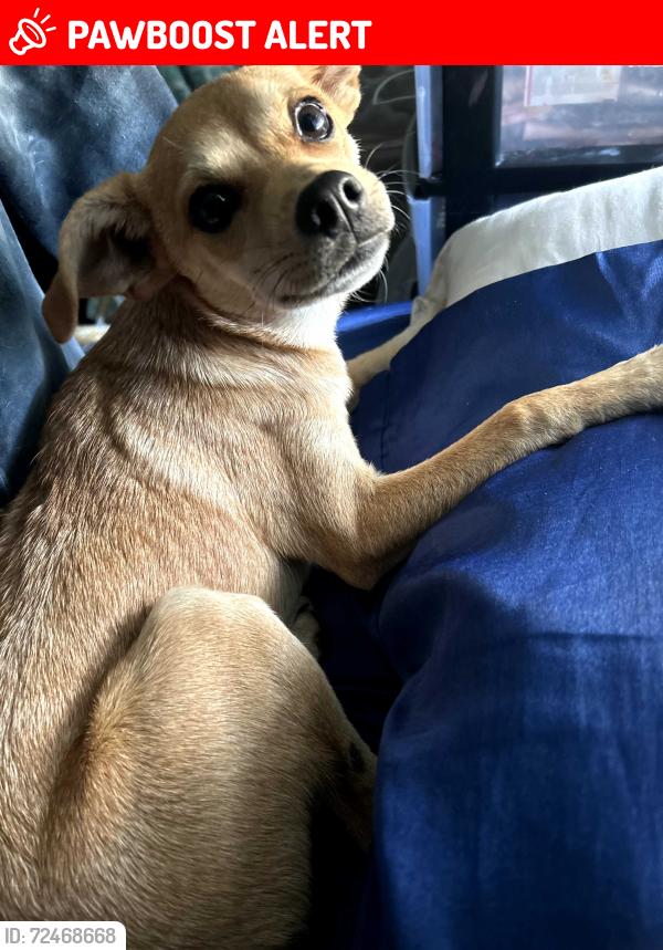 Lost Female Dog last seen View church, Parris Bridge Rd , Spartanburg County, SC 29316