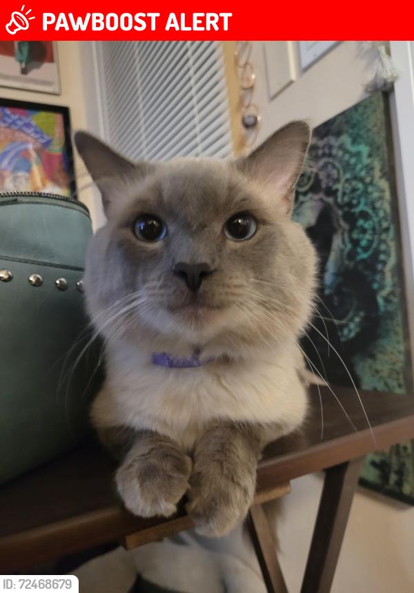 Lost Male Cat last seen Between 6th and 4th, Lake Worth Beach, FL 33460