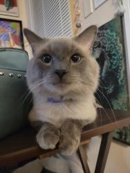 Lost Male Cat last seen Between 6th and 4th, Lake Worth Beach, FL 33460