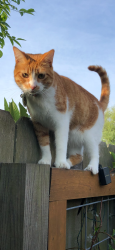 Lost Male Cat last seen Plantation Village (Almond Drive), close to MacLean Park , Lake Jackson, TX 77566