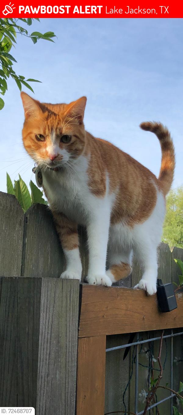 Lost Male Cat last seen Plantation Village (Almond Drive), close to MacLean Park , Lake Jackson, TX 77566