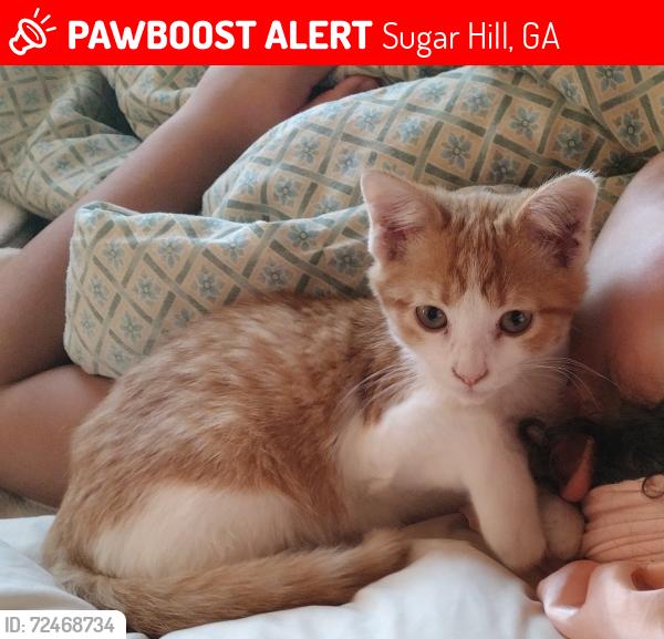 Lost Male Cat last seen Near sapphire ln. Sugar hill, Sugar Hill, GA 30518