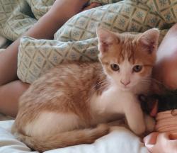 Lost Male Cat last seen Near sapphire ln. Sugar hill, Sugar Hill, GA 30518