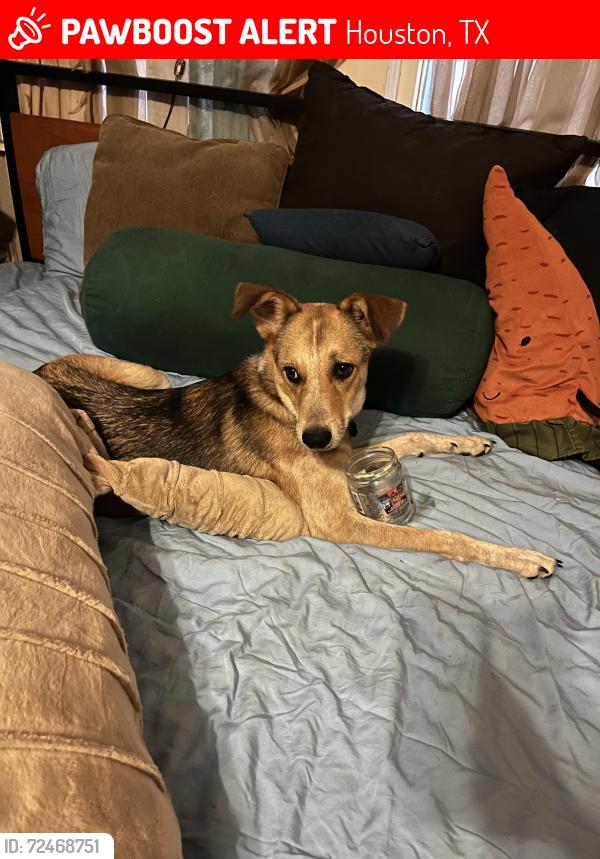 Lost Female Dog last seen 5th ward, Houston, TX 77020