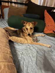 Lost Female Dog last seen 5th ward, Houston, TX 77020