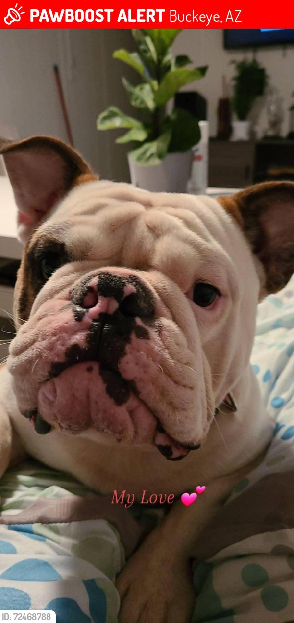 Lost Male Dog last seen Miller rd and clanton ave, Buckeye, AZ 85326