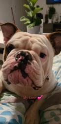 Lost Male Dog last seen Miller rd and clanton ave, Buckeye, AZ 85326